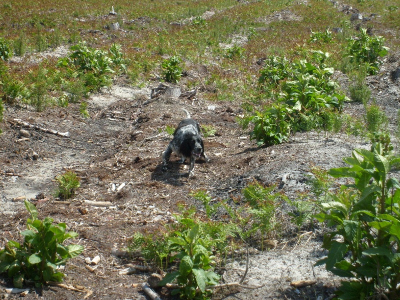 Dori Du Bas Du Luy