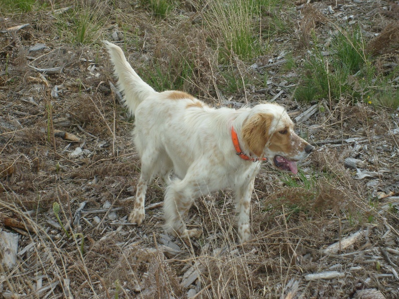 Géna Du Bas Du Luy