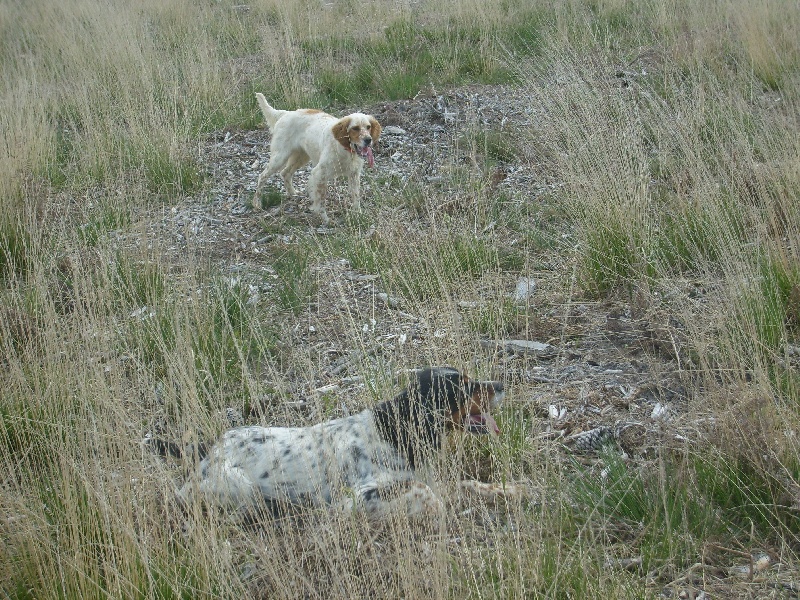 Géna Du Bas Du Luy