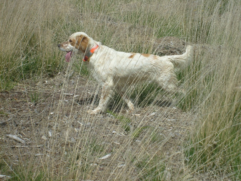 Géna Du Bas Du Luy